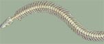 skeleton of Slow Snake (Anguis fragilis)